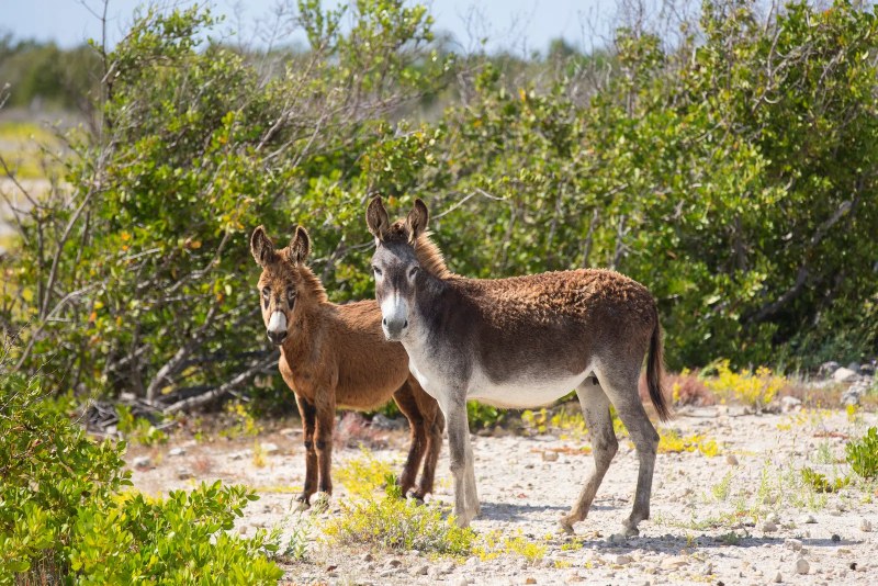 Real Estate and Lifestyle Guide to South Caicos